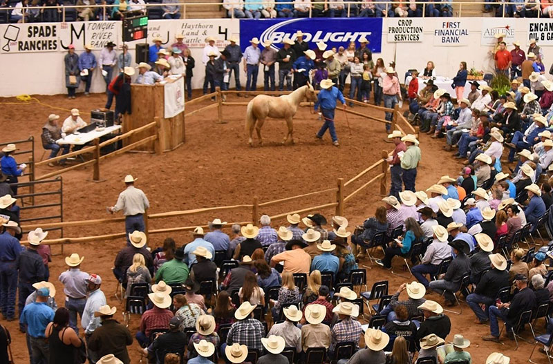 Ranch Horse Auctions